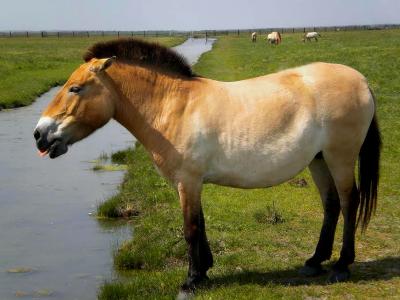 Кінь Пржевальського у біосферному заповіднику «Асканія-Нова»